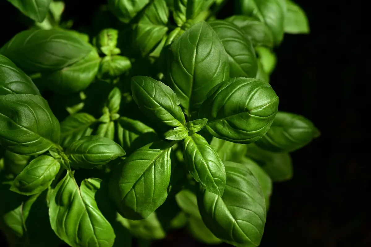 9 Basil Growing Mistakes UK Gardeners Keep Making