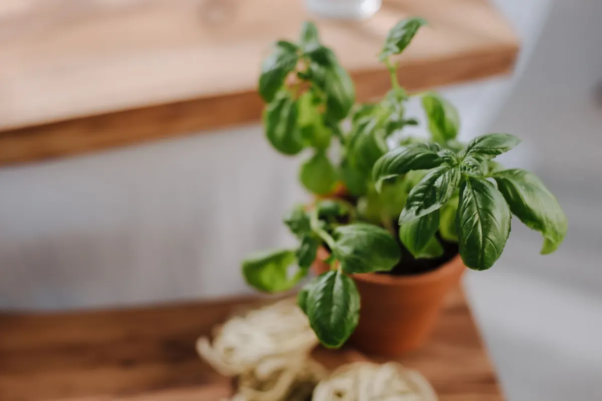 Choosing the Best Pot for Basil: Size, Drainage and Material Compared