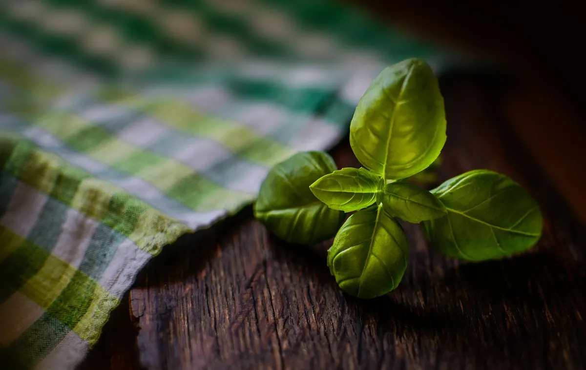 Why Are My Basil Leaves Turning Yellow? 7 Causes and Fixes